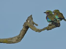 Seronera_and_Lobo2003-033